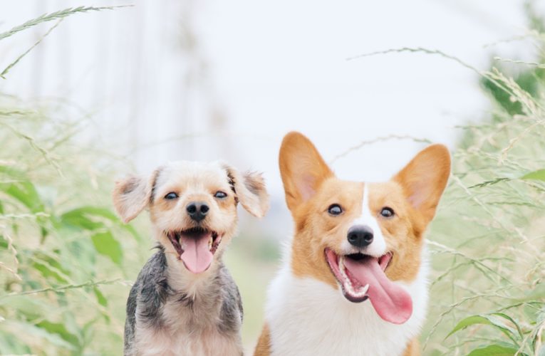 Preventing Home Dog Fights in Beaumont
